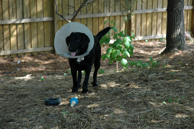 Dog Companion