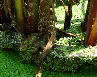 Camouflaged frog