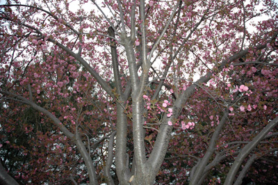 Cherry Blossoms