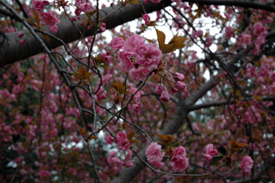 Cherry Blossoms