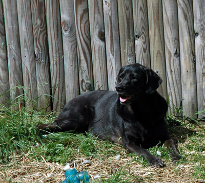 Dog Companion