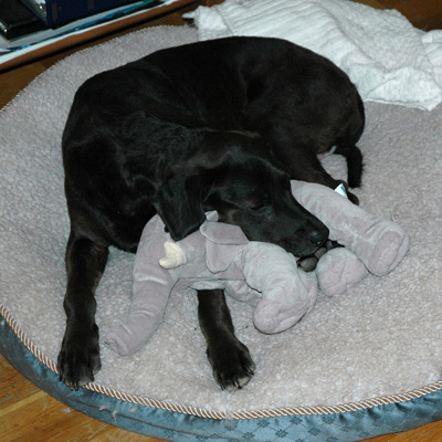 Clara with Elephant