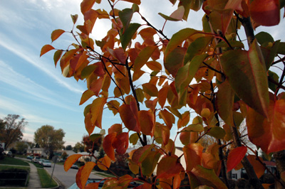 Cleveland in Fall closeup
