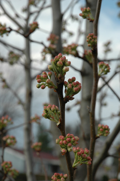 Cleveland Pear Tree Buds