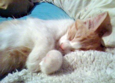 Kitten Named Daisy