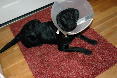 Blake wearing an Elizabethan collar aka \