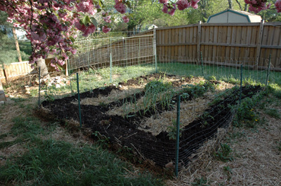 Cedar\'s Garden, April 2009