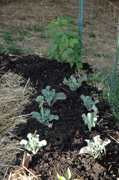 Cedar\'s Garden, April 2009