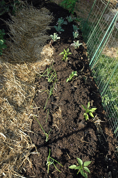 Cedar\'s Garden, April 2009
