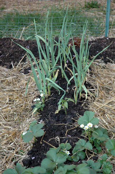 Cedar\'s Garden, April 2009