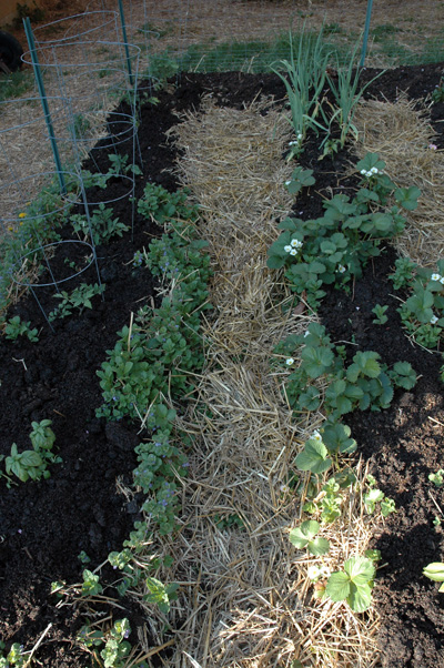 Cedar\'s Garden, April 2009