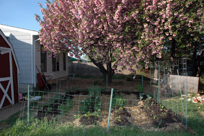 Cedar\'s Garden, April 2009