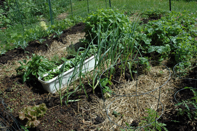 Garden, May 2009