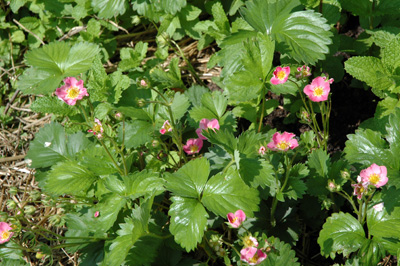 Strawberry Blossoms, May 2009