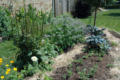 Cedar\'s Garden, June 2009