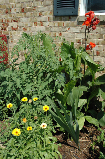 Cedar\'s Garden, June 2009