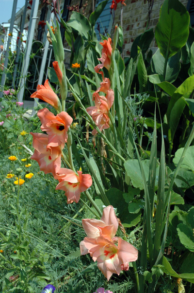 gardenjuly29081