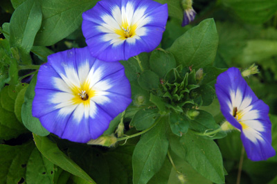 gardenjuly290810
