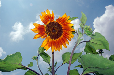 gardenjuly290811