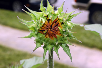 gardenjuly290812