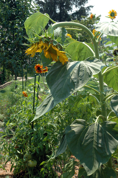 gardenjuly290813