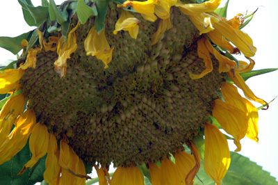 gardenjuly290814