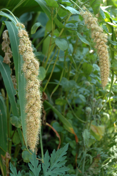 gardenjuly290815