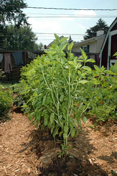 gardenjuly290816