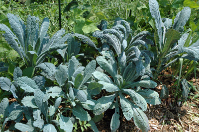 gardenjuly290817