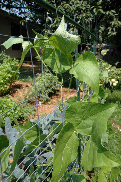 gardenjuly290819