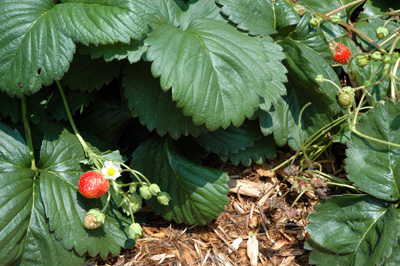 gardenjuly290820