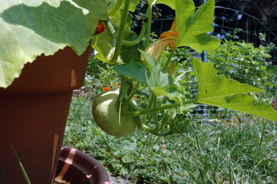 gardenjuly290821