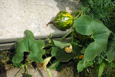 gardenjuly290822