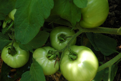 gardenjuly290823
