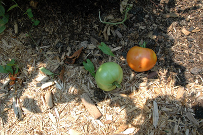 gardenjuly290824