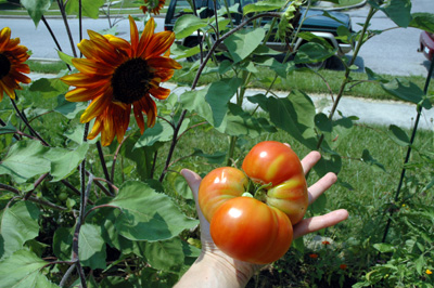gardenjuly290825