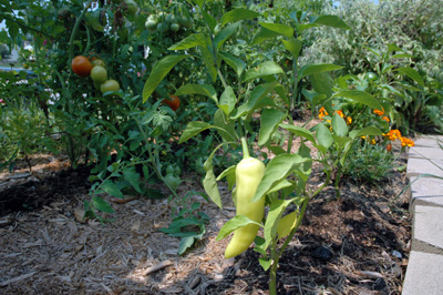 gardenjuly290826