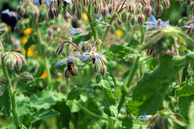 gardenjuly29083