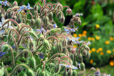 gardenjuly29084