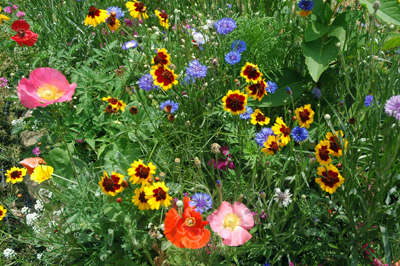 gardenjuly29085
