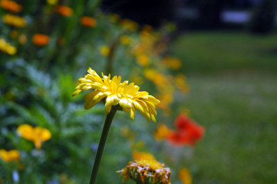 gardenjuly29086
