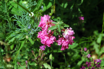 gardenjuly29087