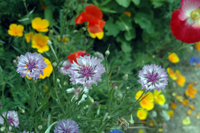 gardenjuly29088