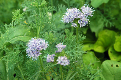 gardenjuly29089