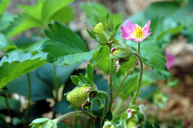 Strawberries