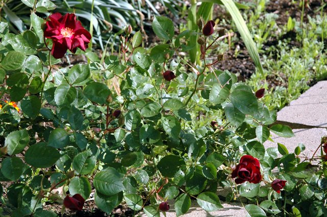 Roses