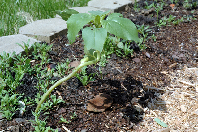 Sunflower