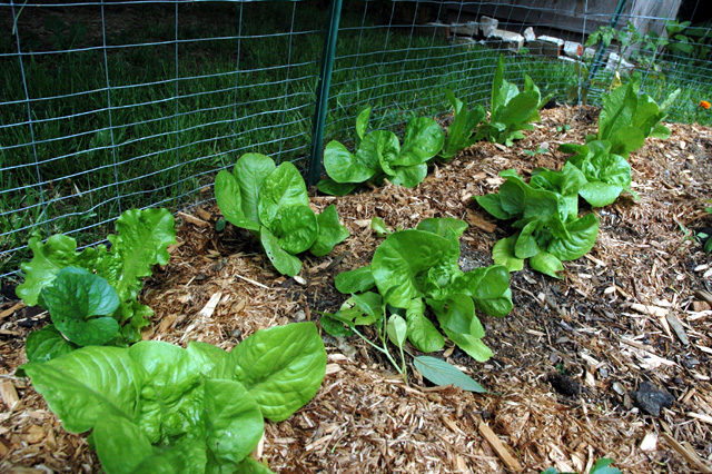 Lettuce