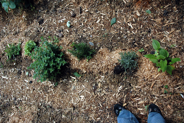 Herbs