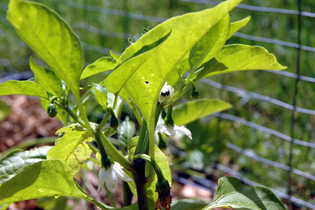 Jalapeño